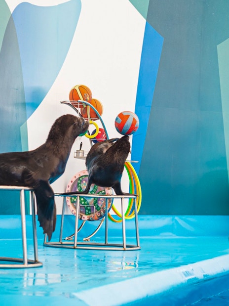 Trainer with sea lions and dolphins at Pattaya Dolphinarium, Thailand.