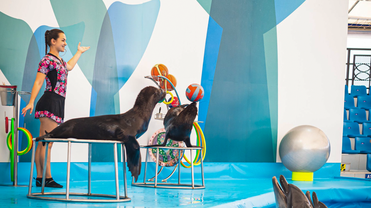 Dolphinarium Pattaya