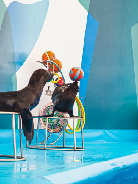 Trainer with sea lions and dolphins at Pattaya Dolphinarium, Thailand.