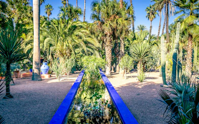Jardin Majorelle garden with palm trees and blue water feature in Marrakech, Morocco.