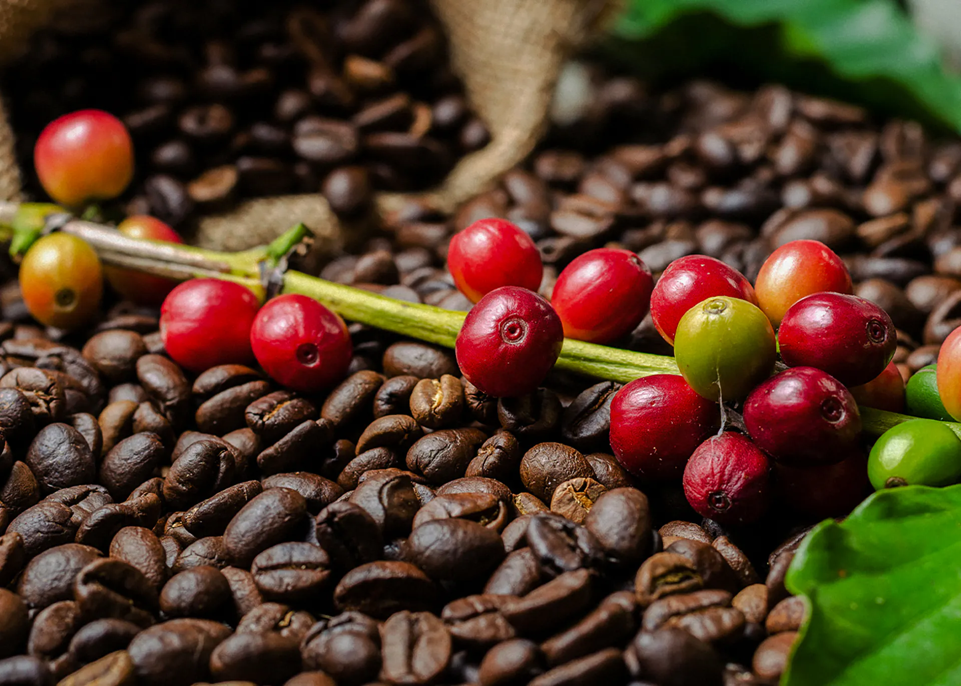 Coffee cherries and beans from Coffee Valley, Rio de Janeiro.