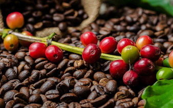 Coffee cherries and beans from Coffee Valley, Rio de Janeiro.