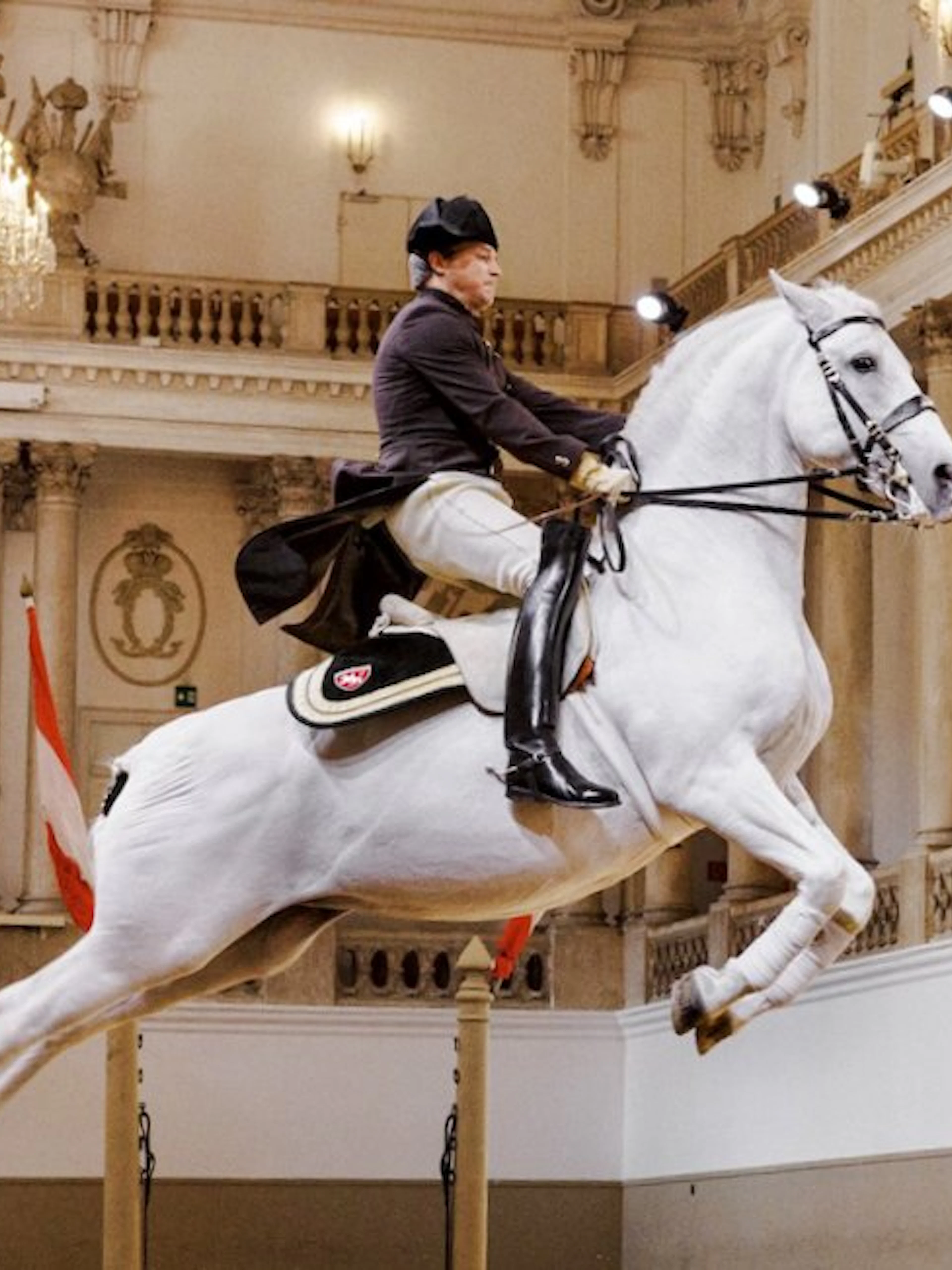 Lippizan horse performing at Spanish Riding School, Vienna.