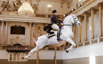 Lippizan horse performing at Spanish Riding School, Vienna.