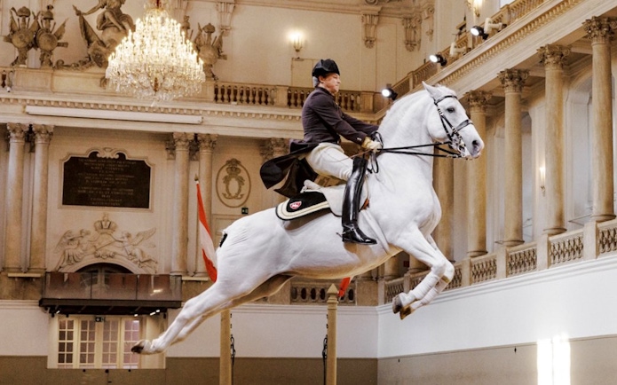 Lippizan horse performing at Spanish Riding School, Vienna.