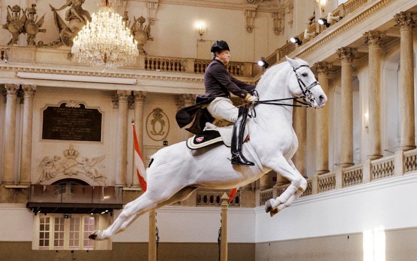Lippizan horse performing at Spanish Riding School, Vienna.