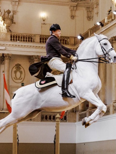 Lippizan horse performing at Spanish Riding School, Vienna.