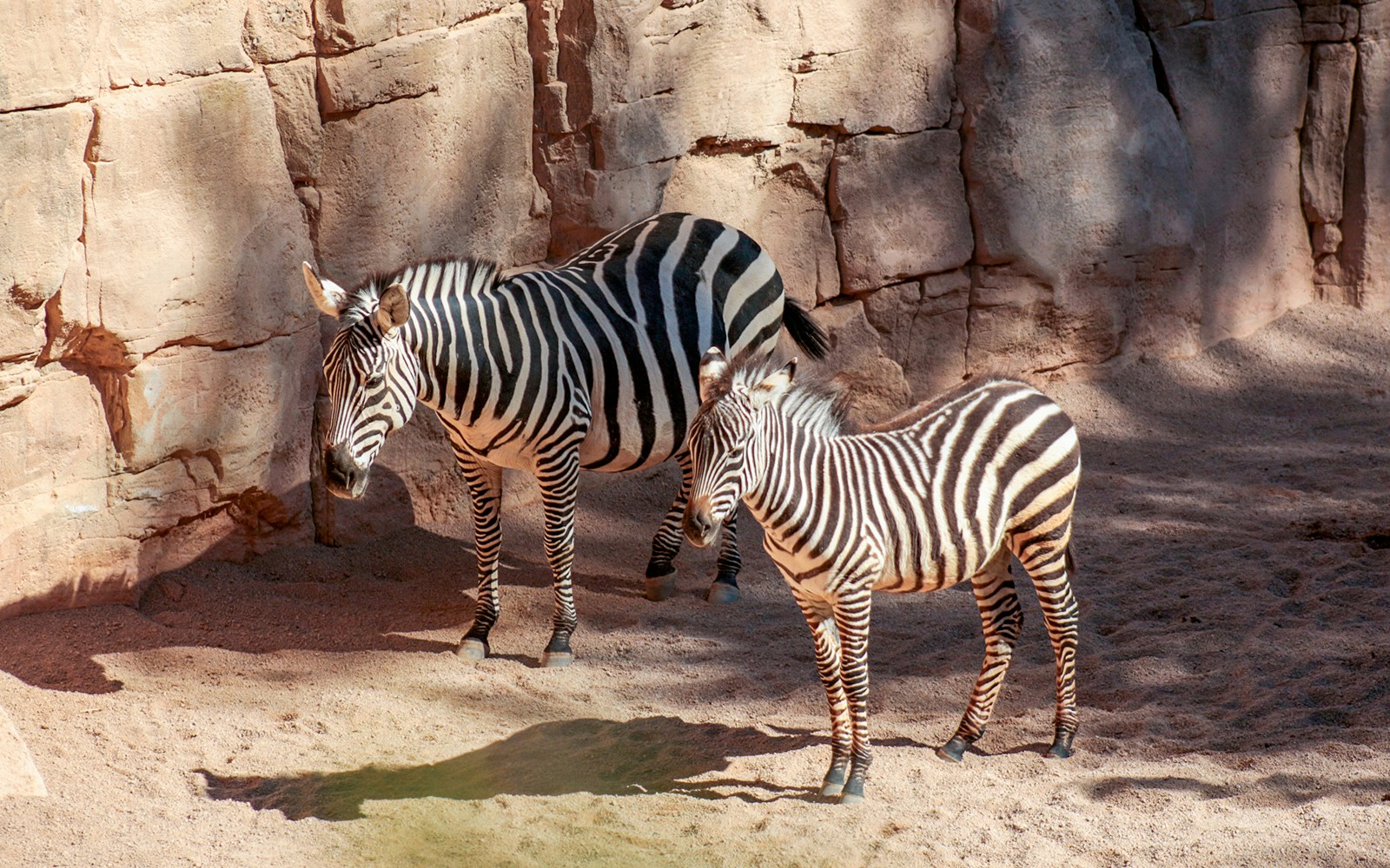 Zebras grazing at Bali Zoo