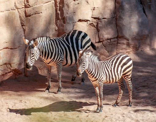 Zebras standing in a sandy enclosure at Bioparc Valencia.