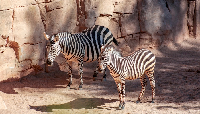 Zebras standing in a sandy enclosure at Bioparc Valencia.
