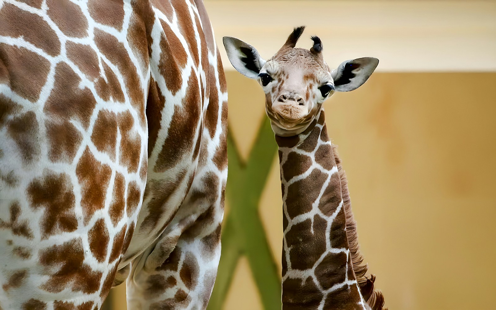 Young reticulated giraffe standing beside an adult in a zoo enclosure.