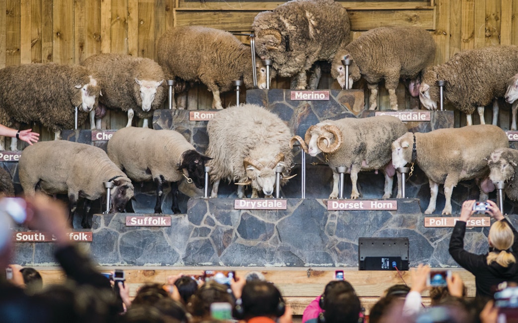 Different sheep breeds on display at Agrodome Authentic Farm Experience.