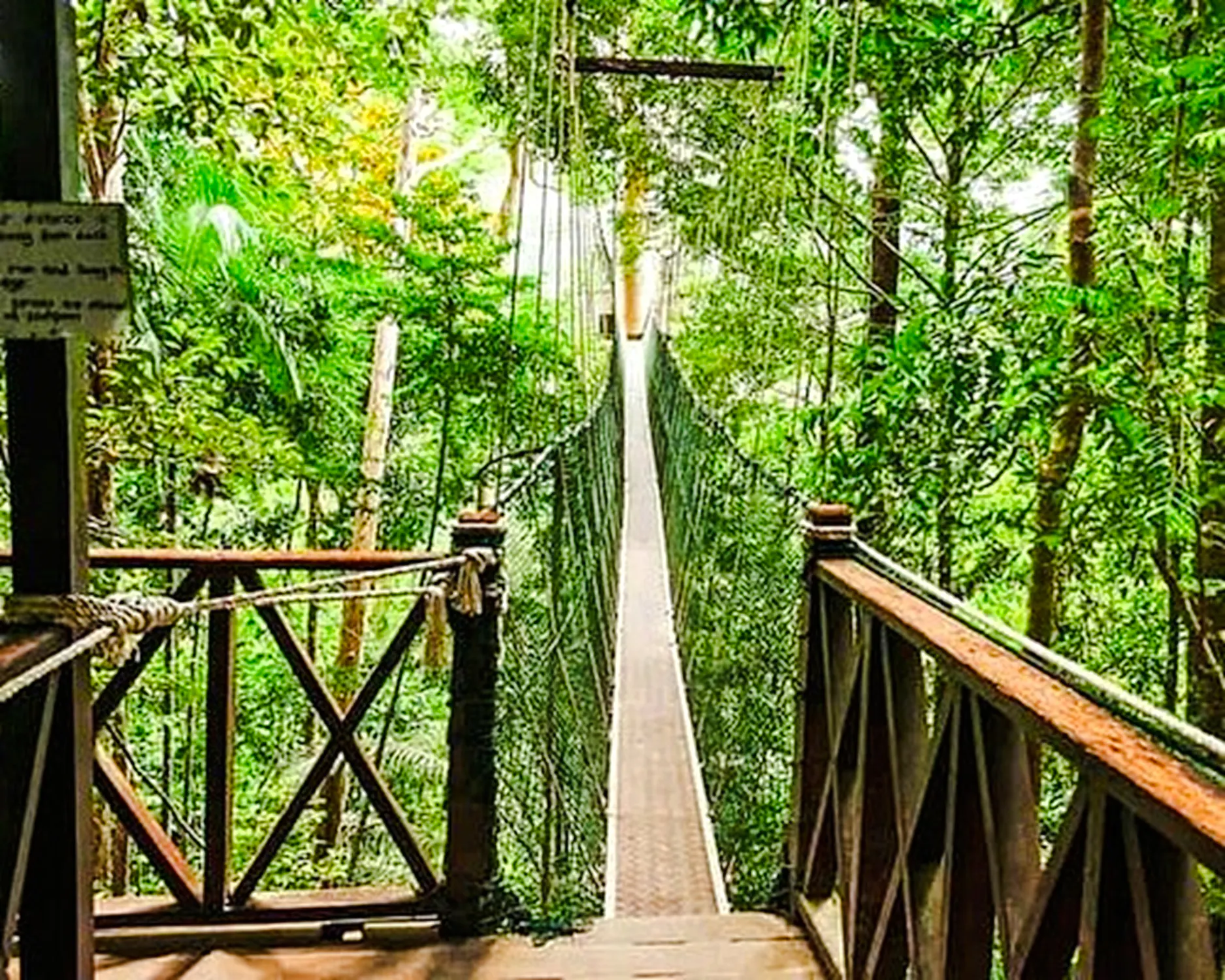 from kuala lumpur: taman negara national park private day trip with canopy walkway-15
