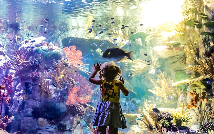 Child watching fish and coral at an aquarium in San Diego.
