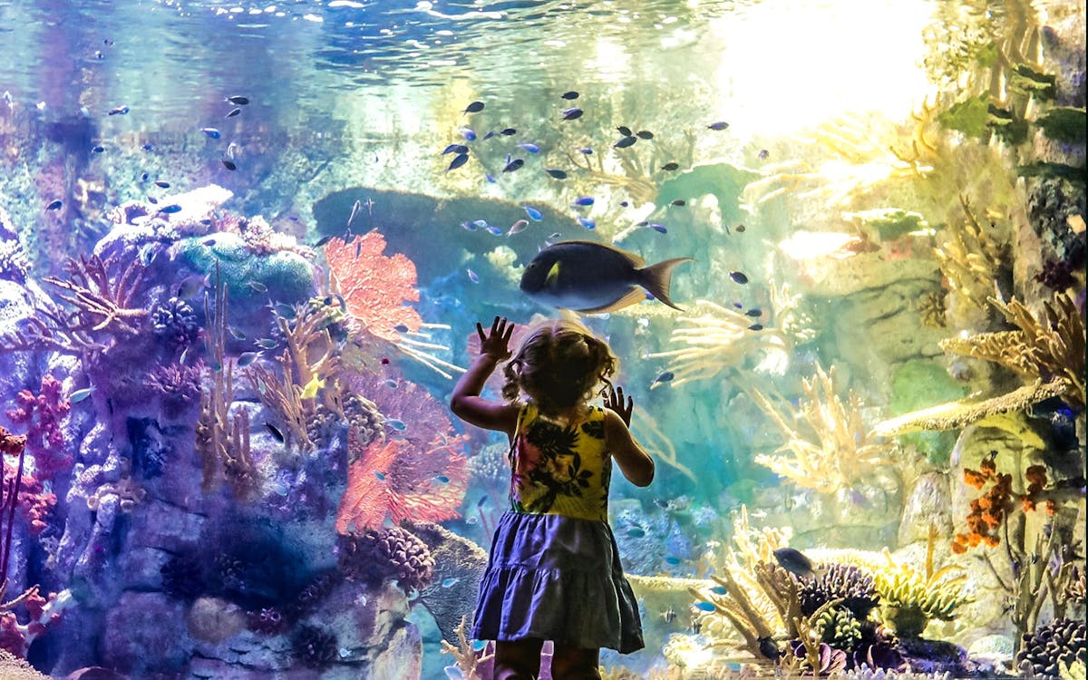 explorer pass per san diego di go city: visita da 2 a 7 attrazioni a tua scelta-14 explorer pass per san diego di go city: visita da 2 a 7 attrazioni a tua scelta-14