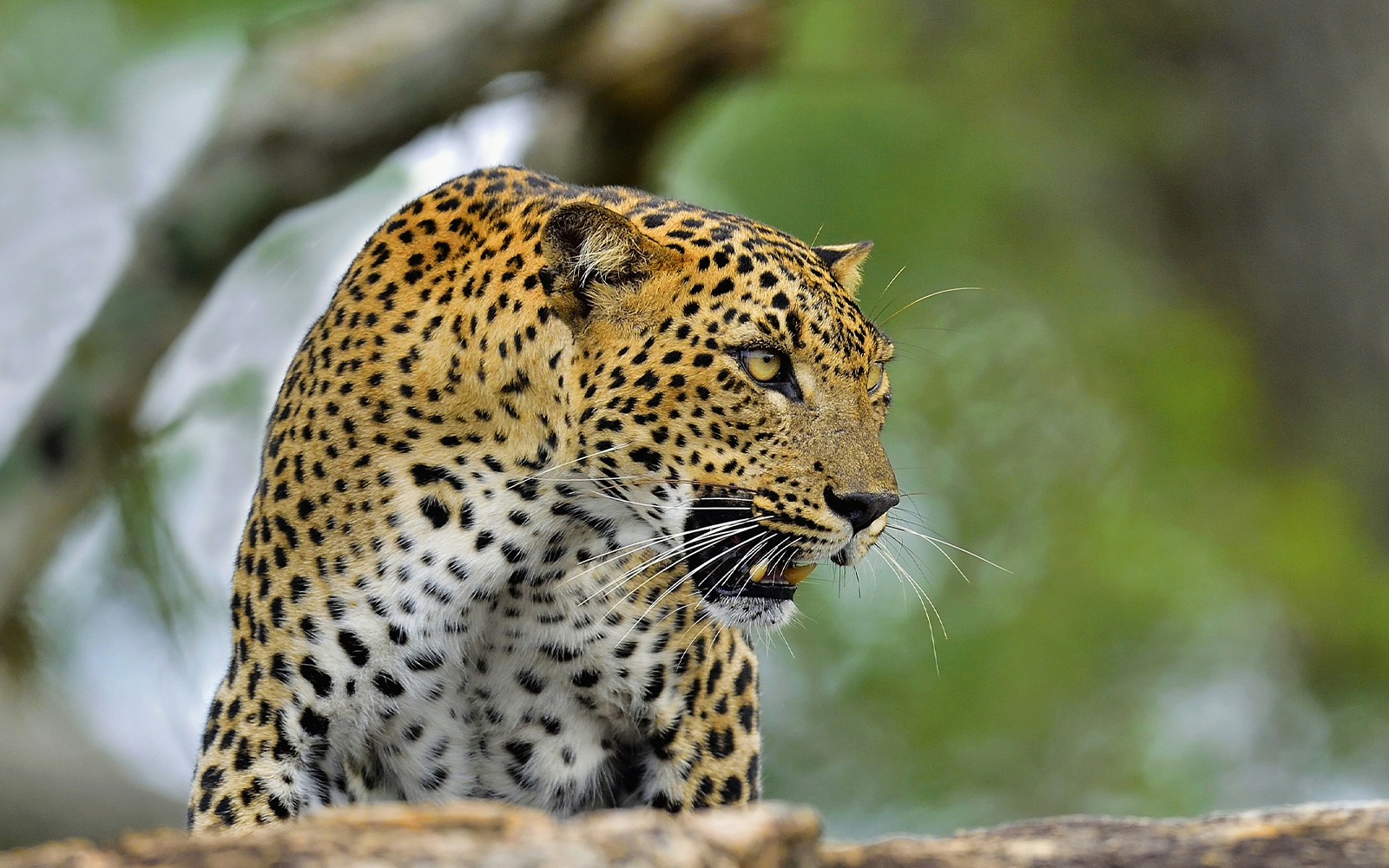 Sri Lankan leopard resting on a rock in a zoo enclosure.