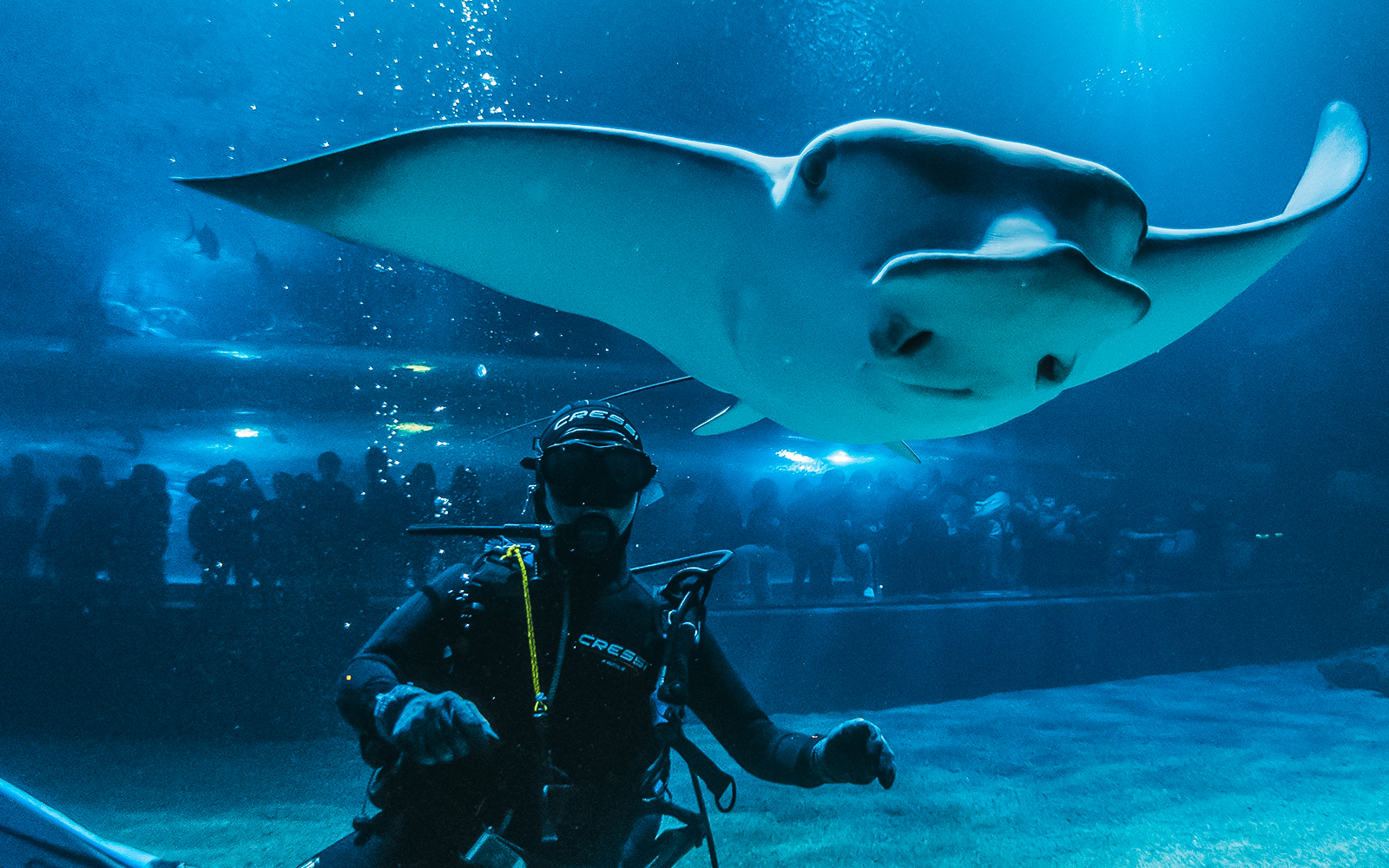 Diver with manta ray at Valencia Oceanogràfic aquarium, visitors in background.