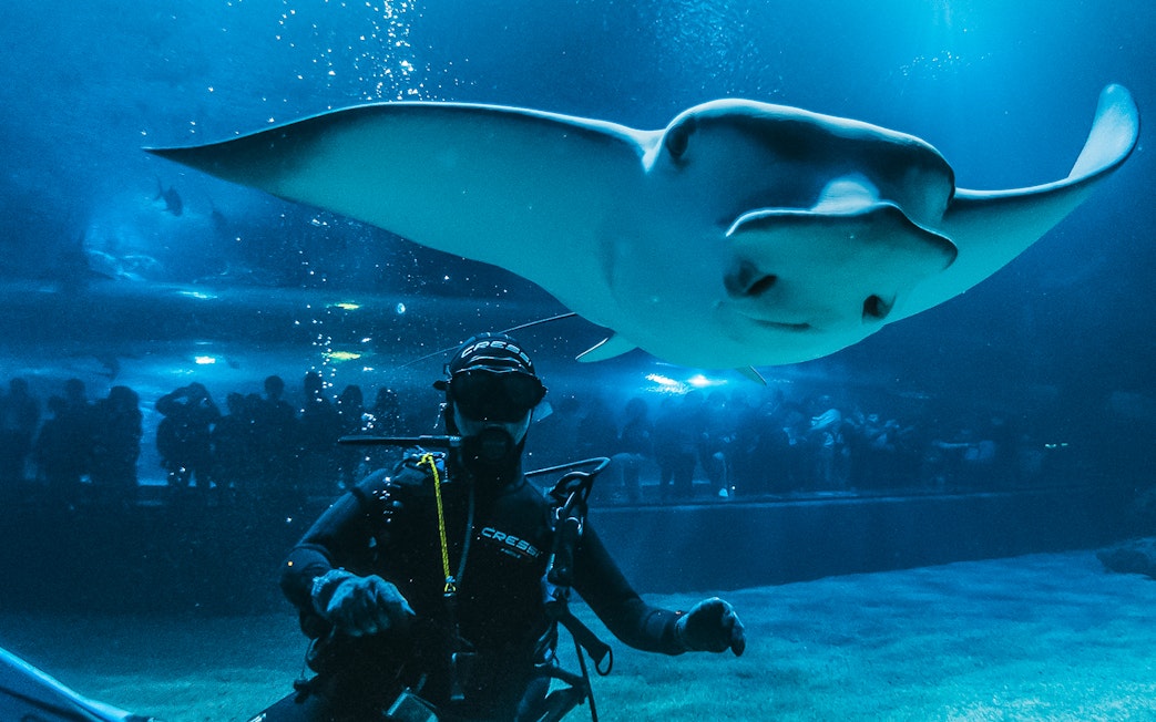 Diver with manta ray at Valencia Oceanogràfic aquarium, visitors in background.