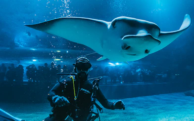 Diver with manta ray at Valencia Oceanogràfic aquarium, visitors in background.