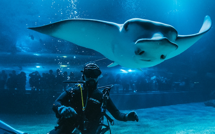 Diver with manta ray at Valencia Oceanogràfic aquarium, visitors in background.