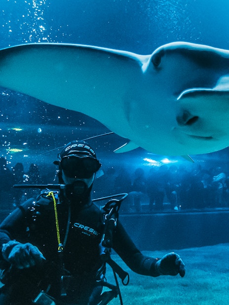 Diver with manta ray at Valencia Oceanogràfic aquarium, visitors in background.