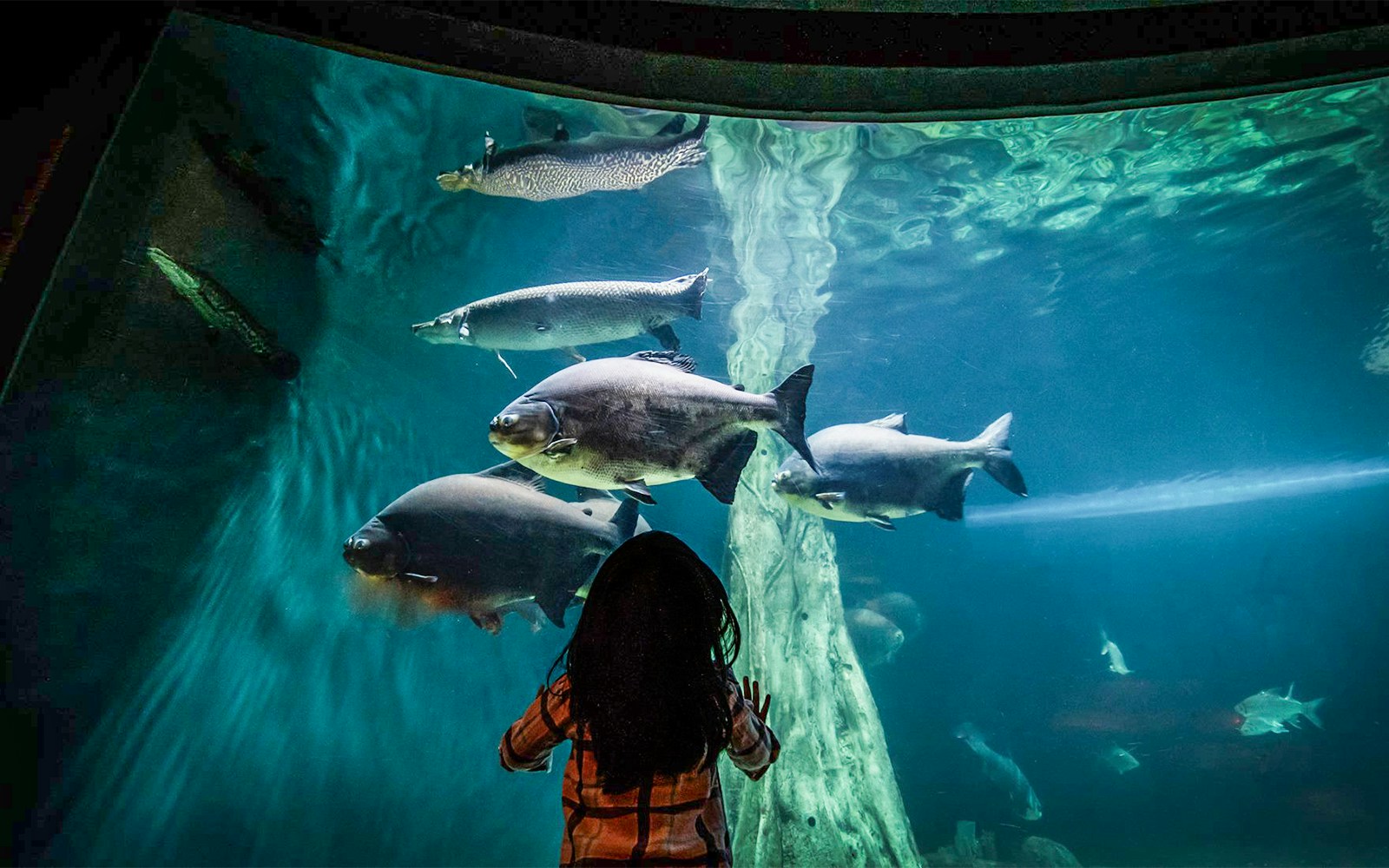 Child observing large fish in an aquarium tank at Aquaria KLCC, Kuala Lumpur.