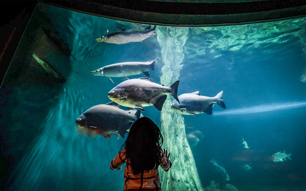 Child observing large fish in an aquarium tank at Aquaria KLCC, Kuala Lumpur.