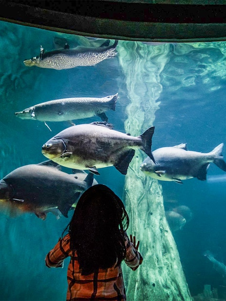 Child observing large fish in an aquarium tank at Aquaria KLCC, Kuala Lumpur.