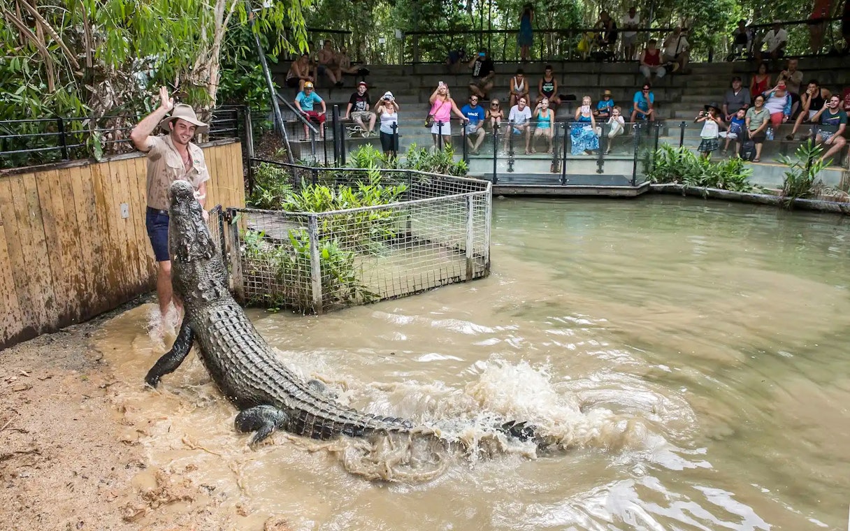 Crocodile feeding show at Hartley's Crocodile Adventures with audience watching.