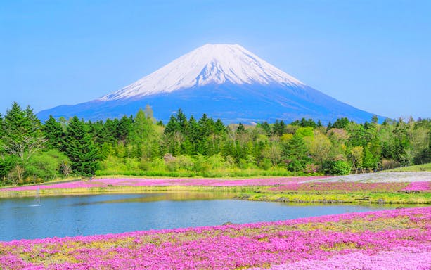 Mt. Fuji with pink moss flowers and a pond during spring season in Japan.