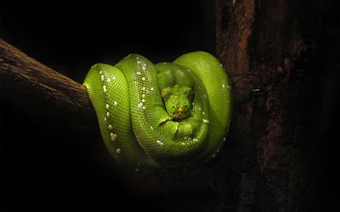 Green tree python coiled on a branch at the aquarium exhibit.