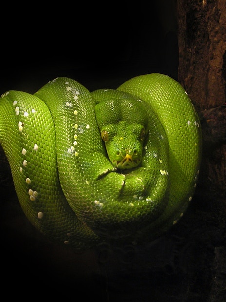 Green tree python coiled on a branch at the aquarium exhibit.