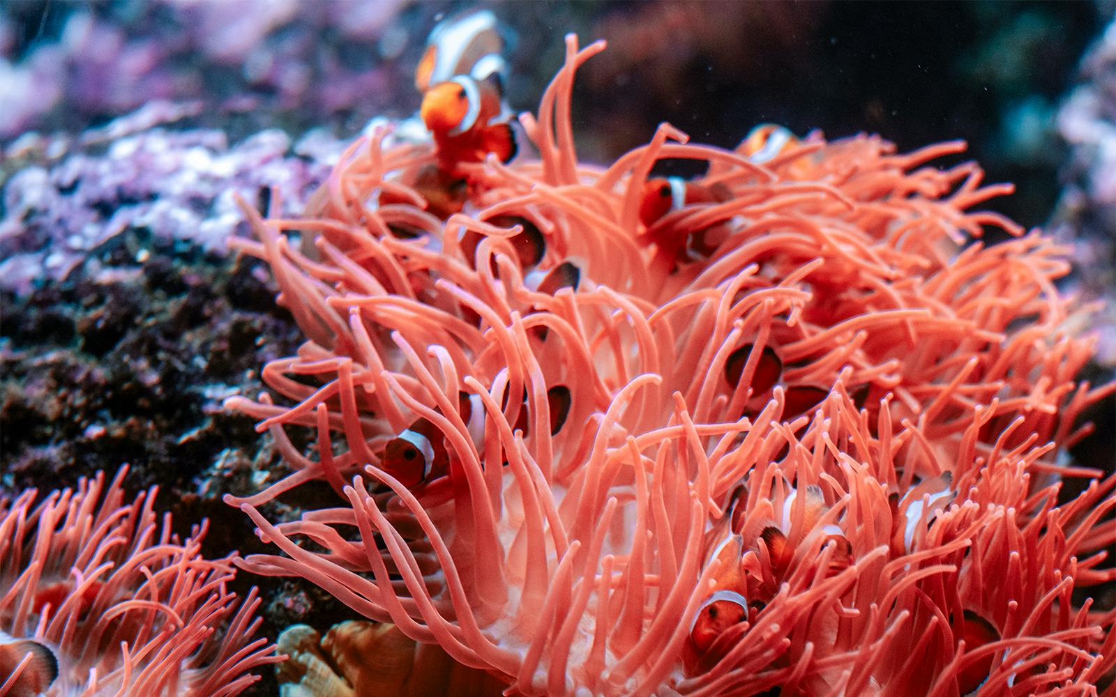 Genoa Aquarium - Tropical Seas