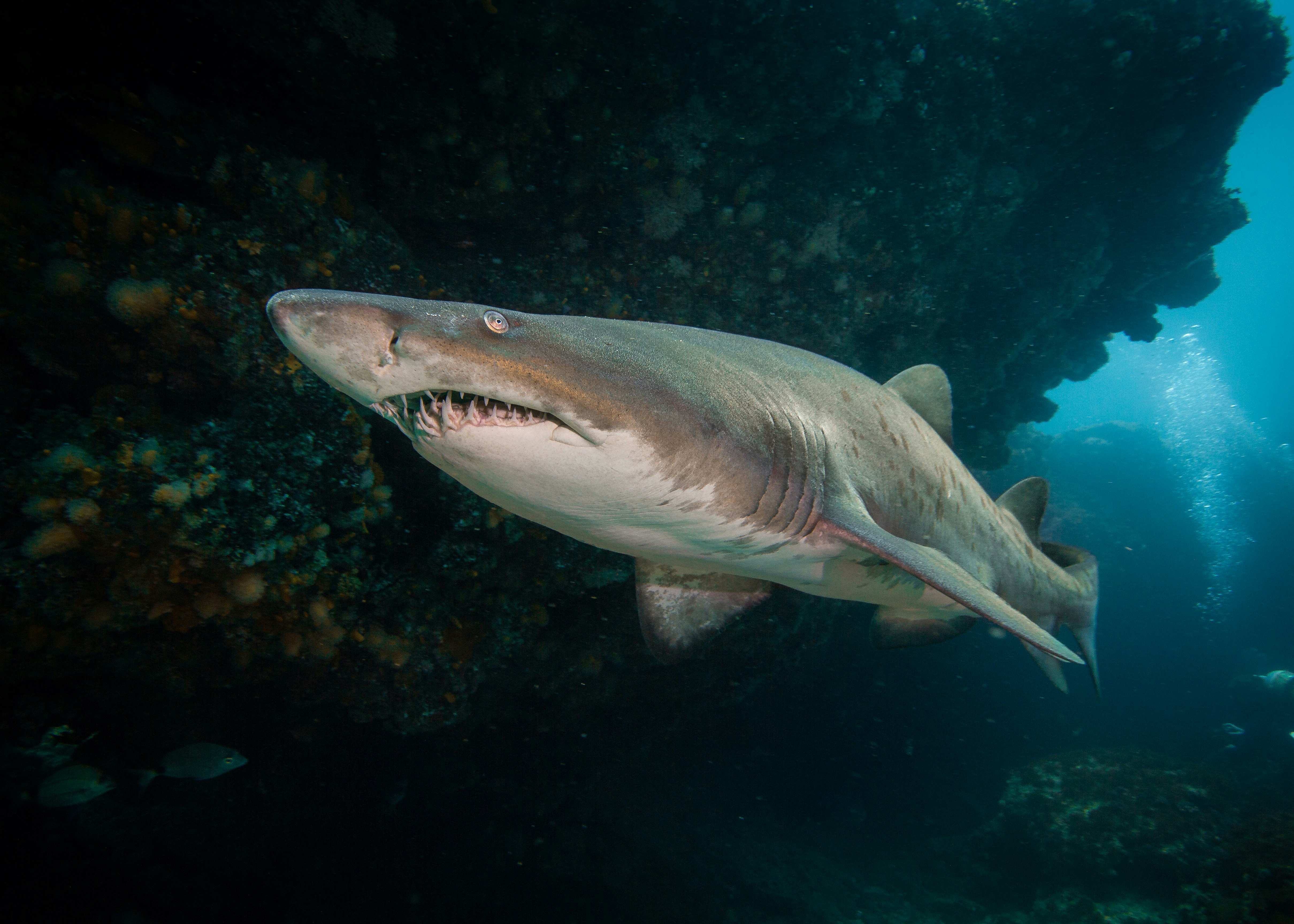 Sand Tiger Shark swimming near a coral reef.