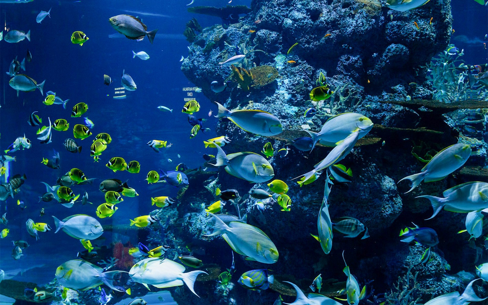 Diving at Adventure Cove Waterpark