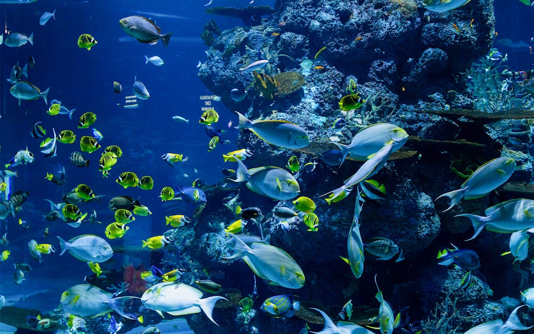 Colorful tropical fish swimming in a coral reef tank at Langkawi Underwater World.