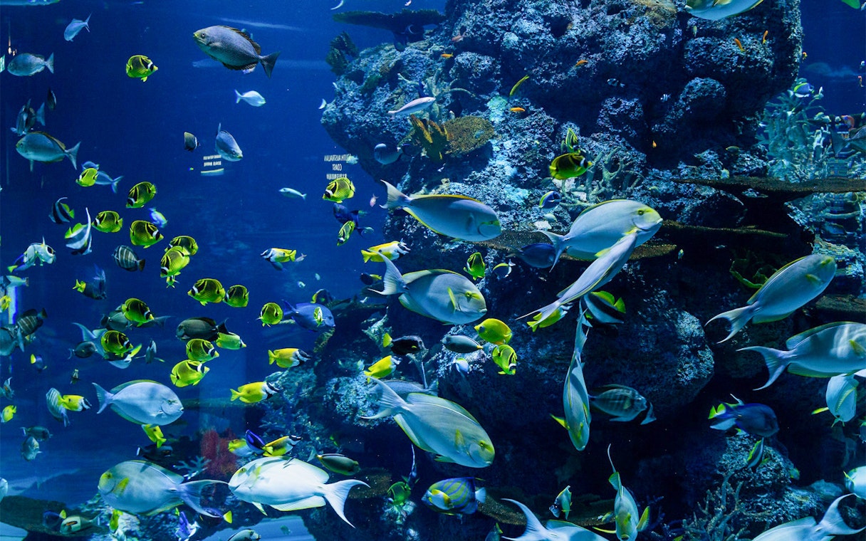 Colorful tropical fish swimming in a coral reef tank at Langkawi Underwater World.