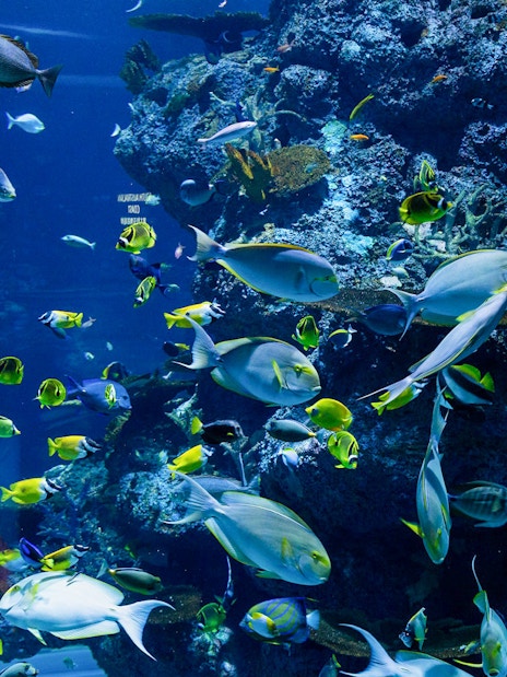 Colorful tropical fish swimming in a coral reef tank at Langkawi Underwater World.