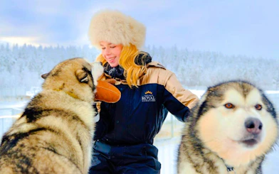 Guests interacting with Huskies in snowy Lapland setting.