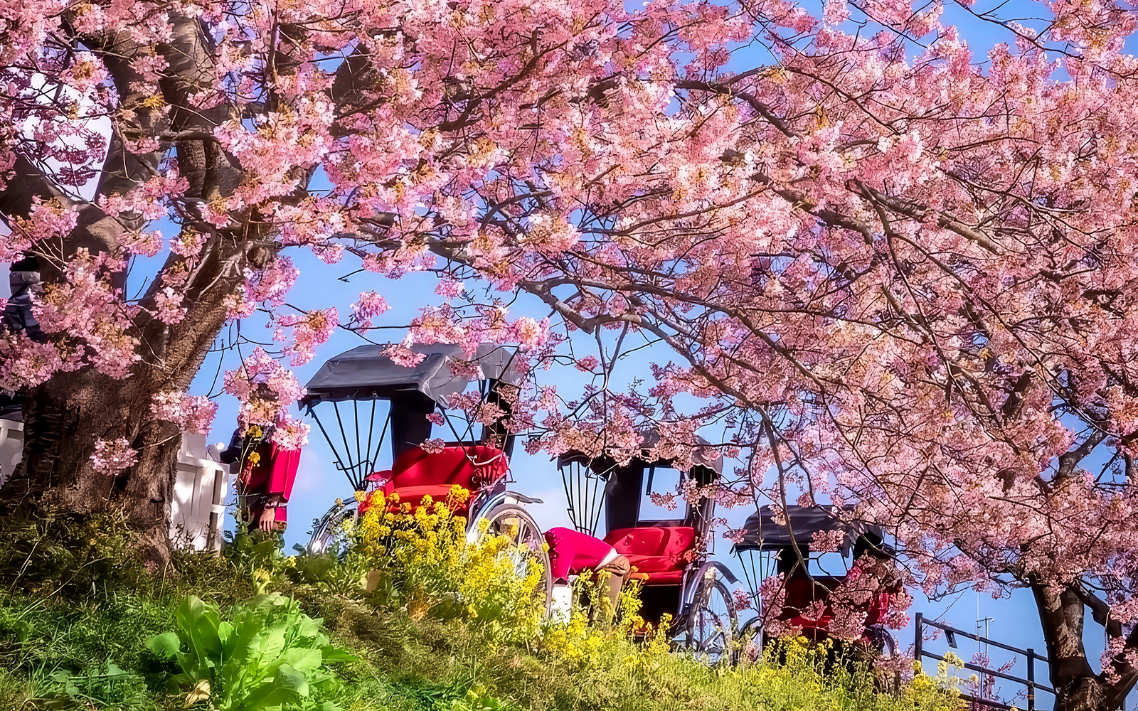 Rickshaws under cherry blossom canopy in Japan.