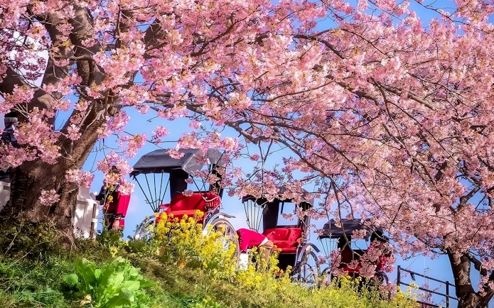 Rickshaws under cherry blossom canopy in Japan.