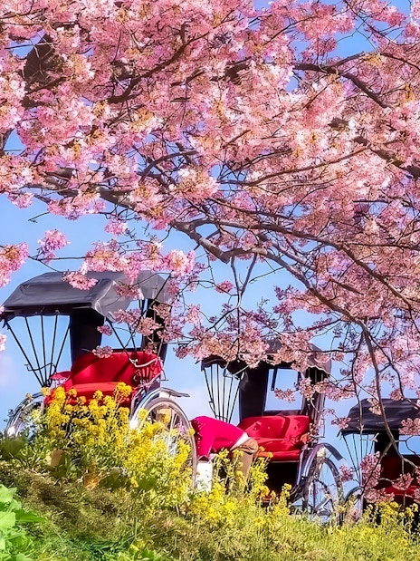 Rickshaws under cherry blossom canopy in Japan.