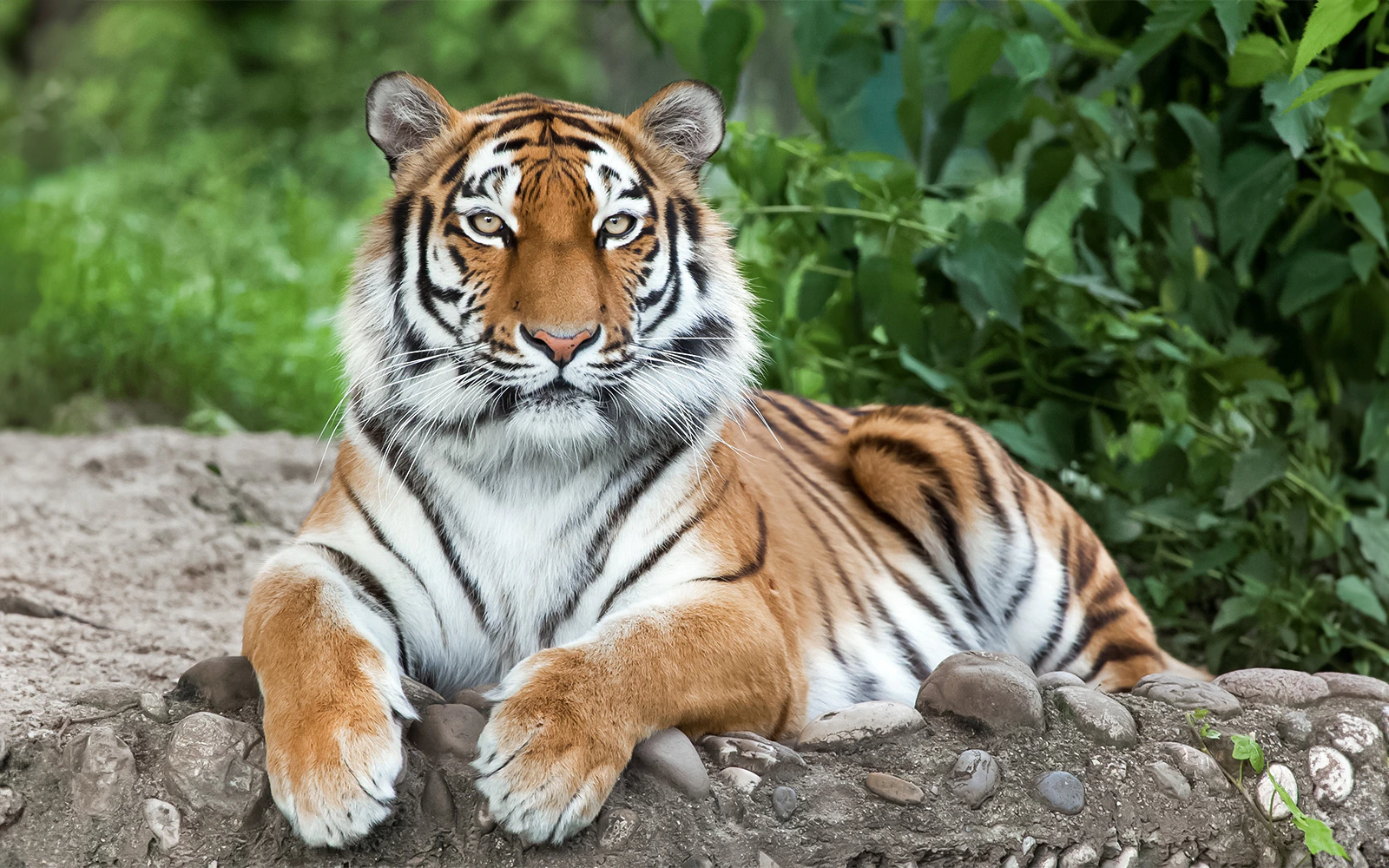 Siberian tiger resting on rocky ground surrounded by greenery.