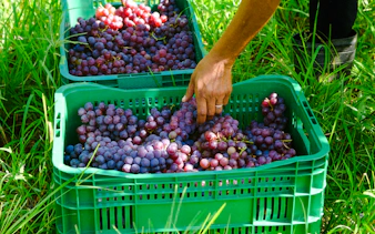 Hand picking grapes in green crates at a vineyard, Rio de Janeiro.
