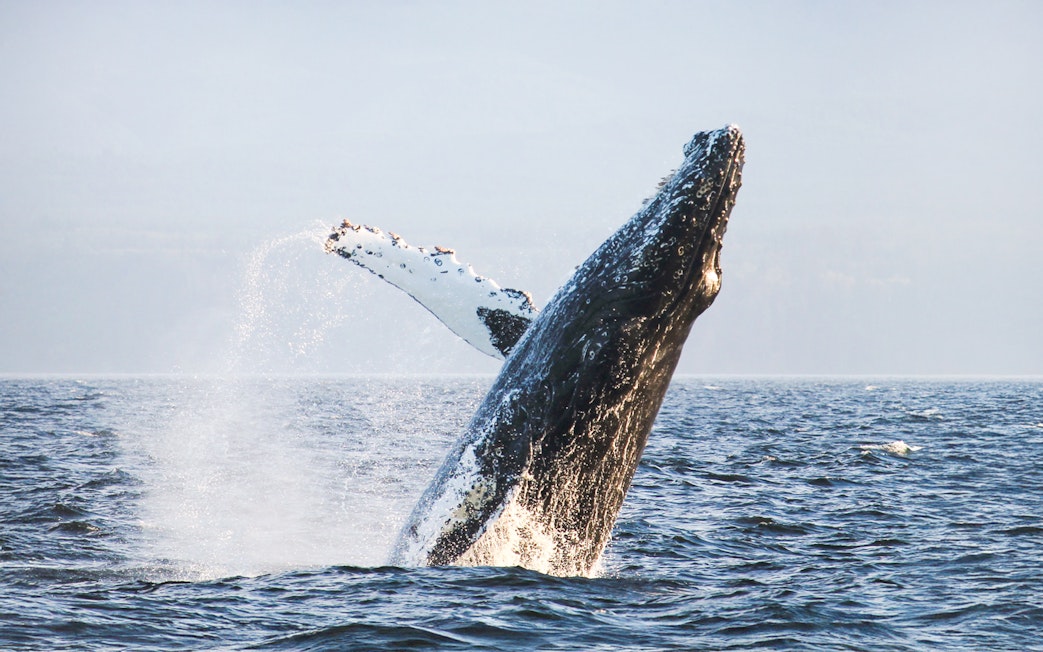 Humpback whale breaching in ocean waters.