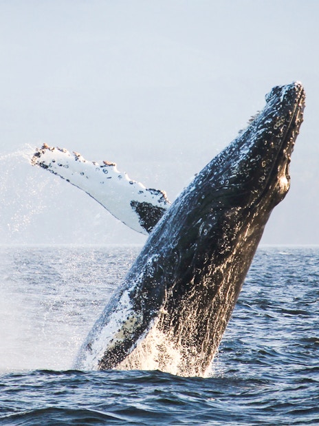 Humpback whale breaching in ocean waters.