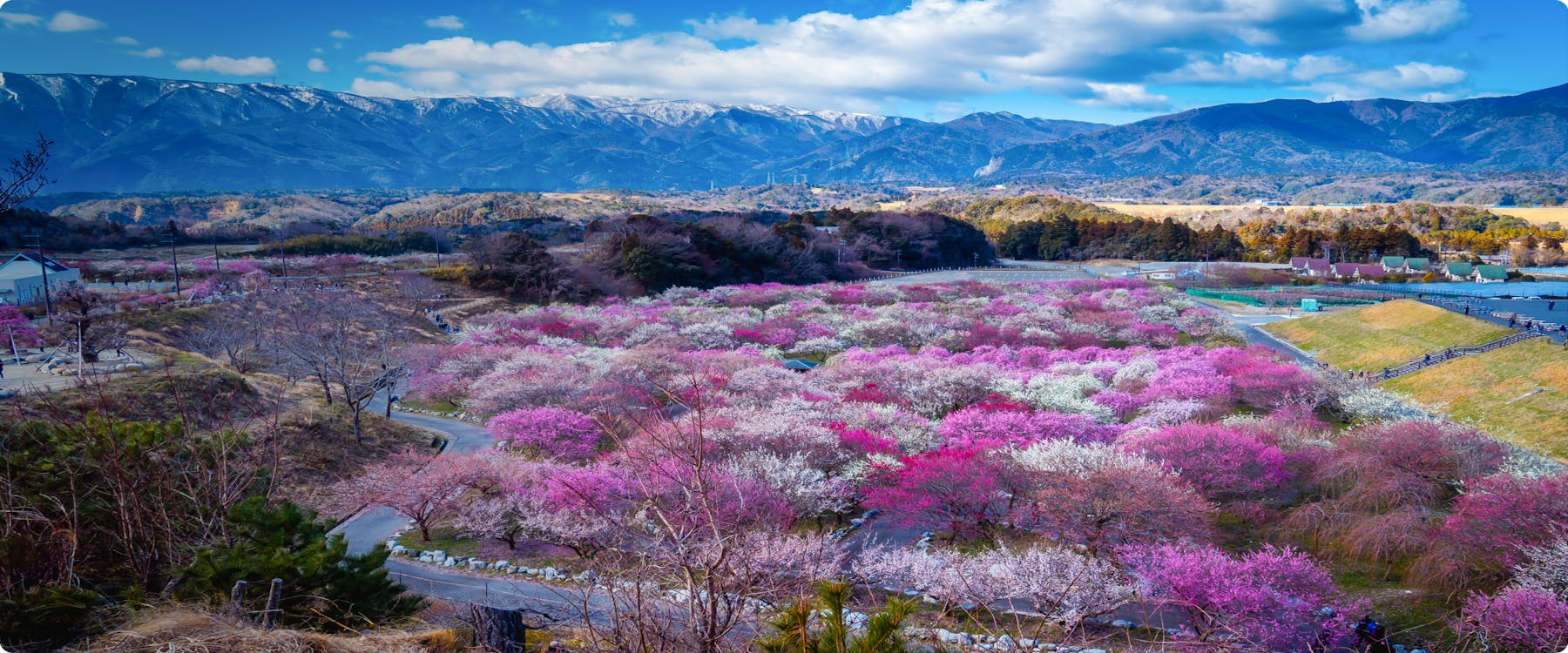 Cherry blossoms in full bloom with Suzuka mountains in the background, Japan.