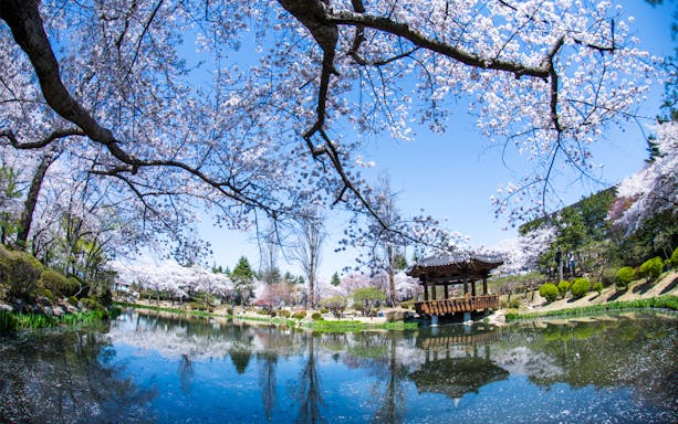 Cherry blossoms over a pond with a traditional pavilion in Gyeongju, South Korea.