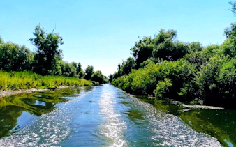 Danube Delta waterway with lush greenery during a day trip tour.