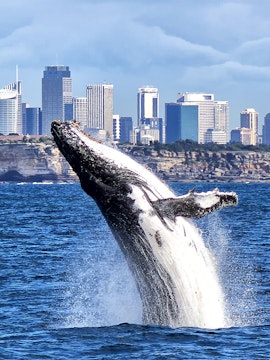 Whale breaching near city skyline during a whale watching cruise.